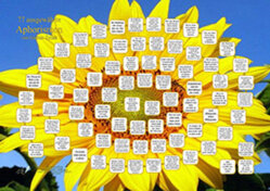Poster Sonnenblume